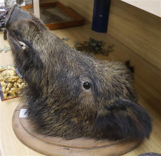 A mounted boars head